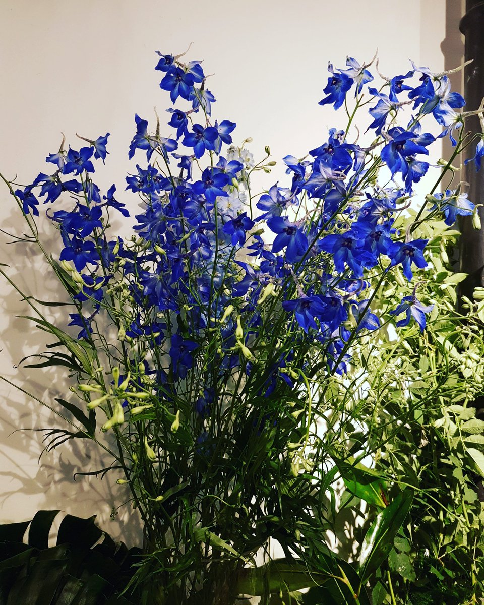 Daria Nicolodi On Twitter Il Favoloso Blu Del Delphinium