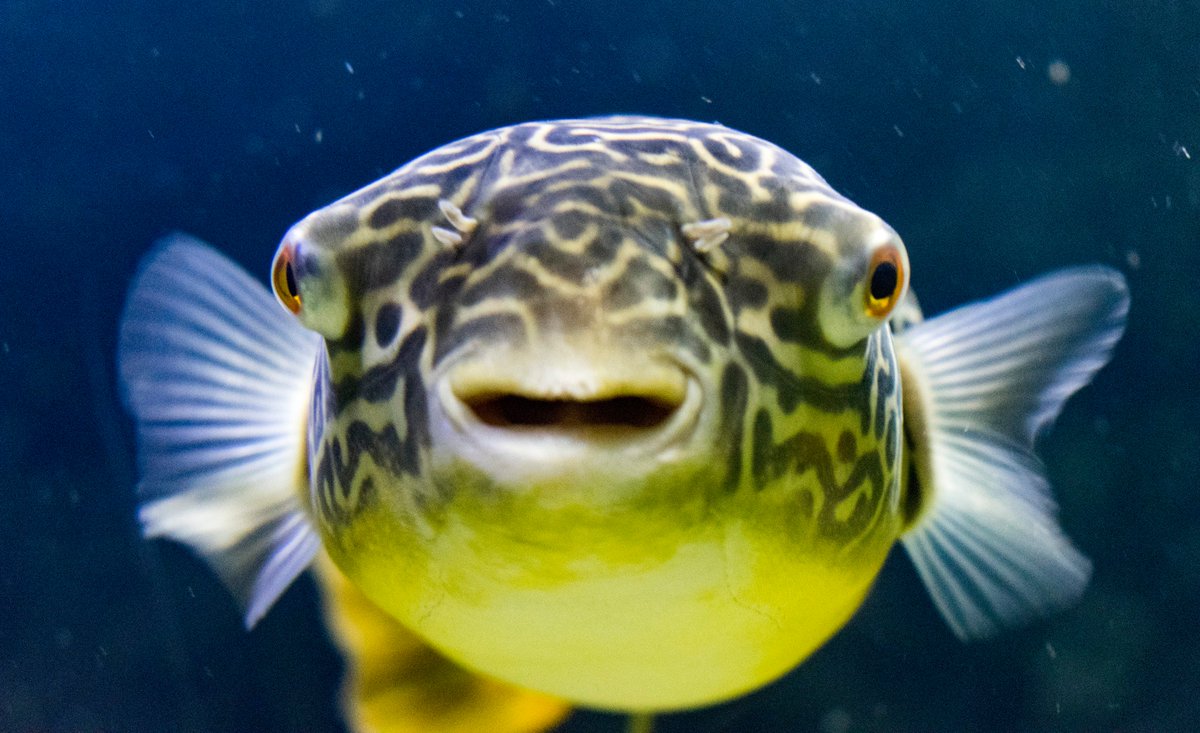 TNAquarium's tweet photo. @GeorgiaAquarium @NewportAquarium @AdventureAqua @SantaAnaZoo @buffalozoo @stlzoo @ZooKeeperRick π‘π #StaringContestChallenge https://t.co/YnlxZNAuVk