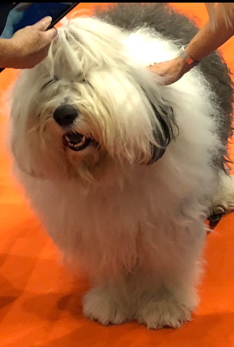 tosh_786's tweet photo. Great pleasure meeting this beauty today 🐶 #dulexdog @duluxuk @dulextrade #CIHHousing2018 #CIH2018 https://t.co/bhAMVgq6RU