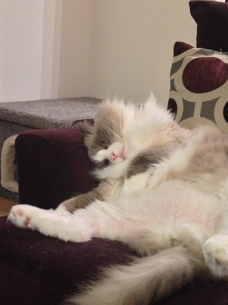 scarletalphabet's tweet photo. If you’re having a hard day/week/month/year/etc, here are a few pictures of my cat being an adorable goofball. #CatsOfTwitter #ragdolls #cutes https://t.co/Jc2Qu8QOCh