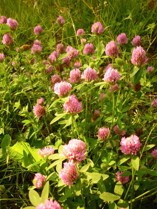 Cat_illustrator's tweet photo. #wildflowerhour https://t.co/1dtr4W48k3