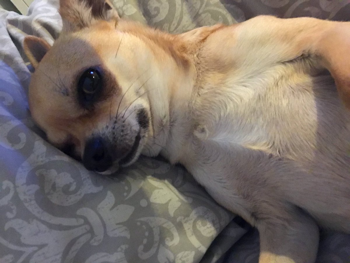 Bonnie_tickner's tweet photo. So content tonight just lazing about with Mum @siantickner https://t.co/t7YkDU86PD