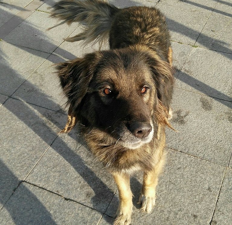 ACİL İSTANBUL UNİVERSİTESİ-BEYAZİT CİVARİ KAYİP ARANİYOR-bakan kisi olmadigi bir zaman kovalanmis olabilir,
Süleymaniye Botanik bahçesi ve müftülük bahçesinden çıkmis disari  donmemis-0533 573 91 26