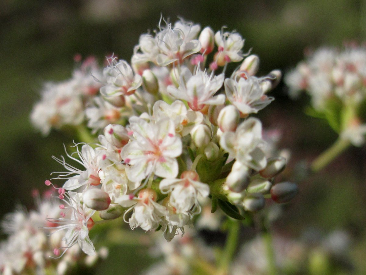 MNWDWater's tweet photo. Our landscape workshop partner @TOLNativeplants provides a list of several #CAnatives and the best time to #plant them! Learn more: https://t.co/CBrUJN8f5i https://t.co/K1a1fWHVBR