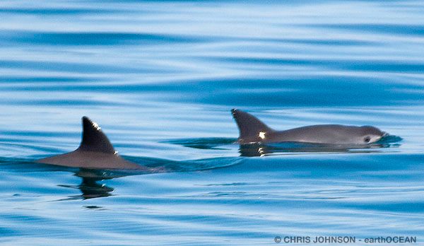#DYK: The #vaquita porpoise population declined 90% between 2011 and 2016, leaving only an estimated 30 individuals. Read more in "Upper Gulf of California: Saving the Vaquita" ow.ly/esEv30kwQx5 <a href="/UNESCO/">UNESCO 🏛️ #Education #Sciences #Culture 🇺🇳</a> <a href="/Catlosa_/">Catalina Lopez</a> 📸: <a href="/earthocean/">𝗖𝗵𝗿𝗶𝘀 𝗝𝗼𝗵𝗻𝘀𝗼𝗻</a>