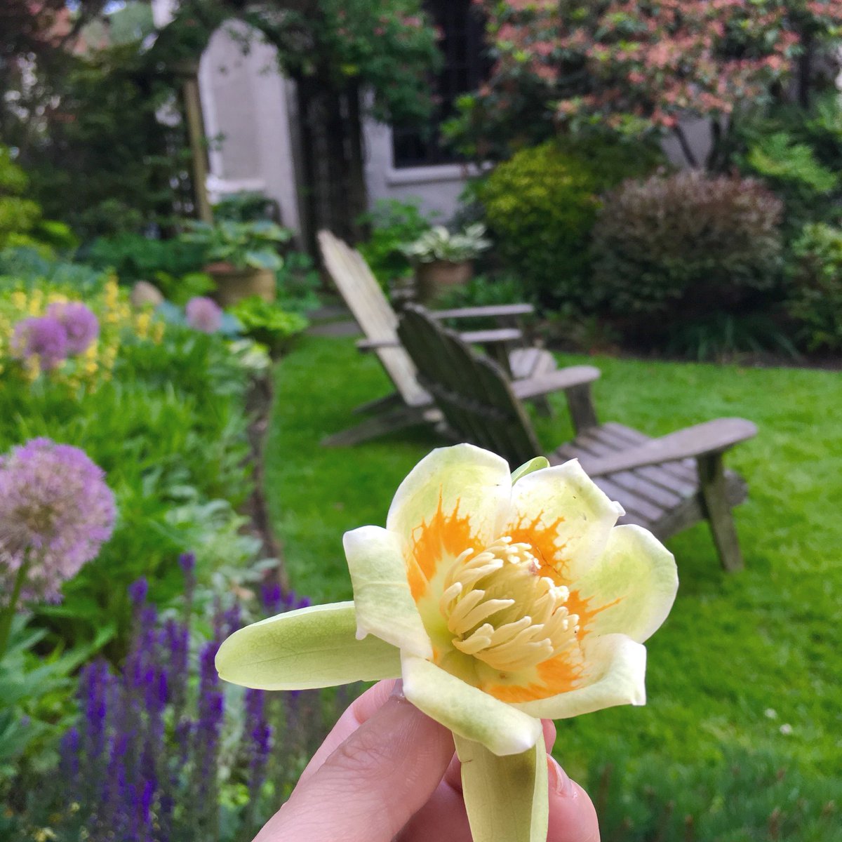 Flowers from a tulip tree. Such a short bloom. I’m a bit obsessed. #GardenParty #garden #flowers #summercolor #ForestHills #newyork #girlswhowander #sheisnotlost