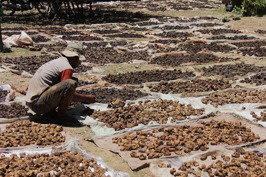 Bila pergi ke lembah Harau, akan banyak ditemui orang menjemur gambir. 
Harau adalah salah satu produsen gambir terbesar di Sumatera Barat, yg merupakan komoditi ekspor untuk bahan baku obat, bahan pewarna kain, lipstik dll. #PasaHarau