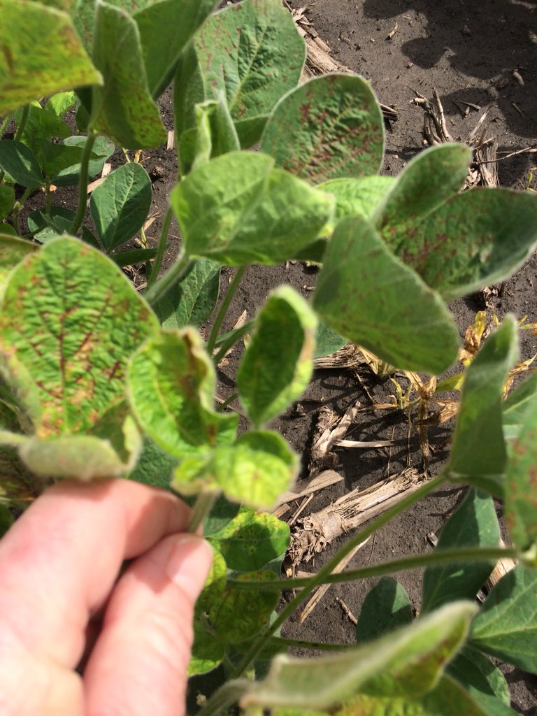 spevans73's tweet photo. This is not #dicamba injury folks.  LL soy three days after application of glufosinate+AMS+Anthem Maxx.  We have enough to sort out the way it is without jumping to conclusions.  BTW these beans will be fine. https://t.co/Xwx26kGjx4