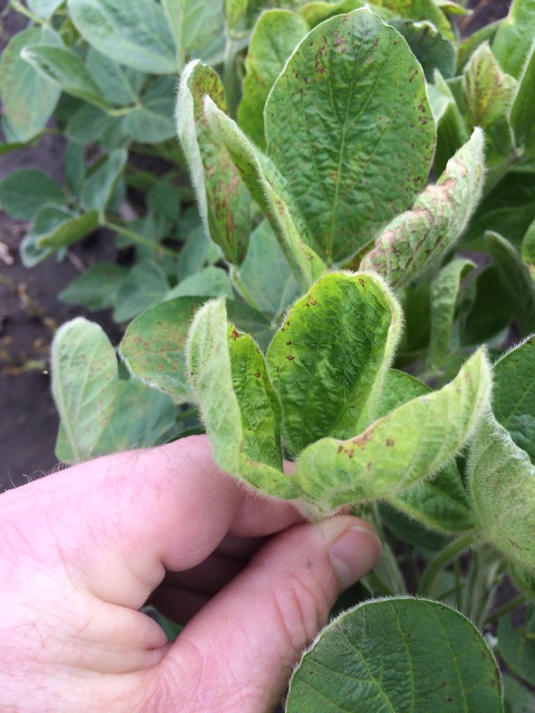 spevans73's tweet photo. This is not #dicamba injury folks.  LL soy three days after application of glufosinate+AMS+Anthem Maxx.  We have enough to sort out the way it is without jumping to conclusions.  BTW these beans will be fine. https://t.co/Xwx26kGjx4