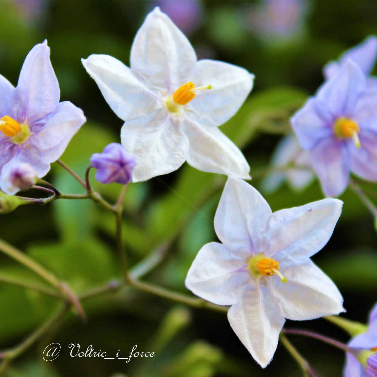 Uzivatel Vtifカスタマイズ Na Twitteru これもちょっと涼やかなお花の写真 蔓花茄子 ツルハナナス です 昨日upした時計草と同じ場所で見つけました ひんやりした雰囲気 6月28日 誕生花の一つ ツルハナナス 花言葉の中から 微笑み 真実 大きな恵み