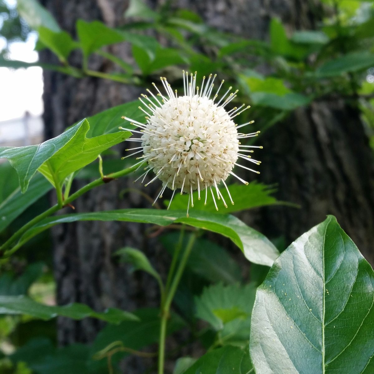 MJPollinatorUNL's tweet photo. Favorite #pollinator shrub blooming, buttonbush Cephalanthus occidentalis, nature's fireworks. #nativeplants #forbees https://t.co/k5IVISGvnZ
