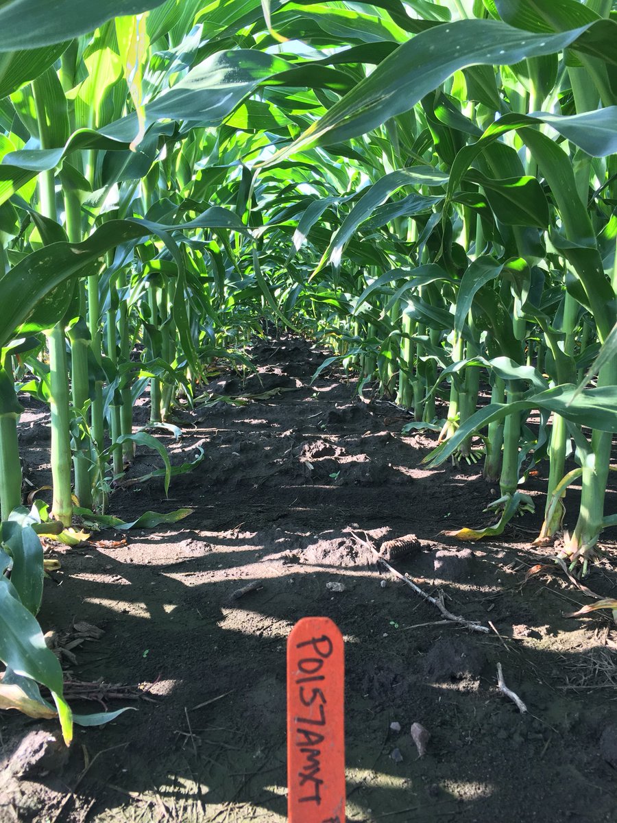sam_hagedorn_'s tweet photo. #P0157AMXT Has continued to impress me with its uniform stand! @PioneerSeeds #YieldHero https://t.co/GHXeXFjQn7