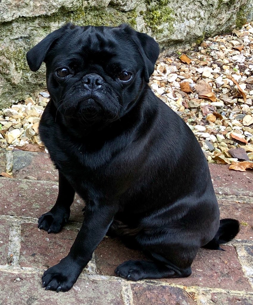 buddy_bosco's tweet photo. I am sooooooooo handsome #vainpug #PugsofTwitter https://t.co/UzipBFoD6W
