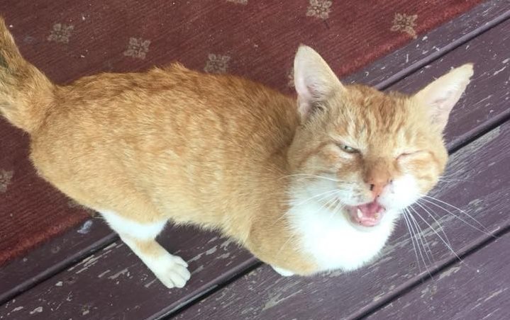 SistersInBiz's tweet photo. Pls RT #FundCat in #Providence #RhodeIsland
Glenham St & Broad St #RI #PVD
He’s super affectionate, isn’t fixed, no collar, and has a really big neck wound & a healed wound on the top of his head.
Mssg here w proof if this is your cat: https://t.co/dPEmNjAoKb https://t.co/WX4XeMiycA