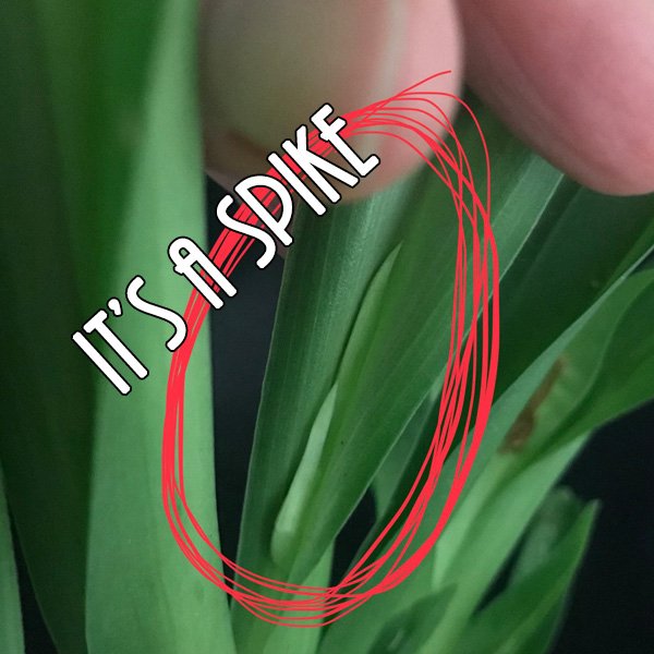 i_orchids's tweet photo. LOOK WHAT I FOUND ON ONE OF THE ORCHIDS FOR THE DRAWING!!!! #SpikeSpikeBaby #LotsOfBlooms . You better enter if you want a chance to win it! https://t.co/SjXRdTIfPH https://t.co/cBeehZuzsQ