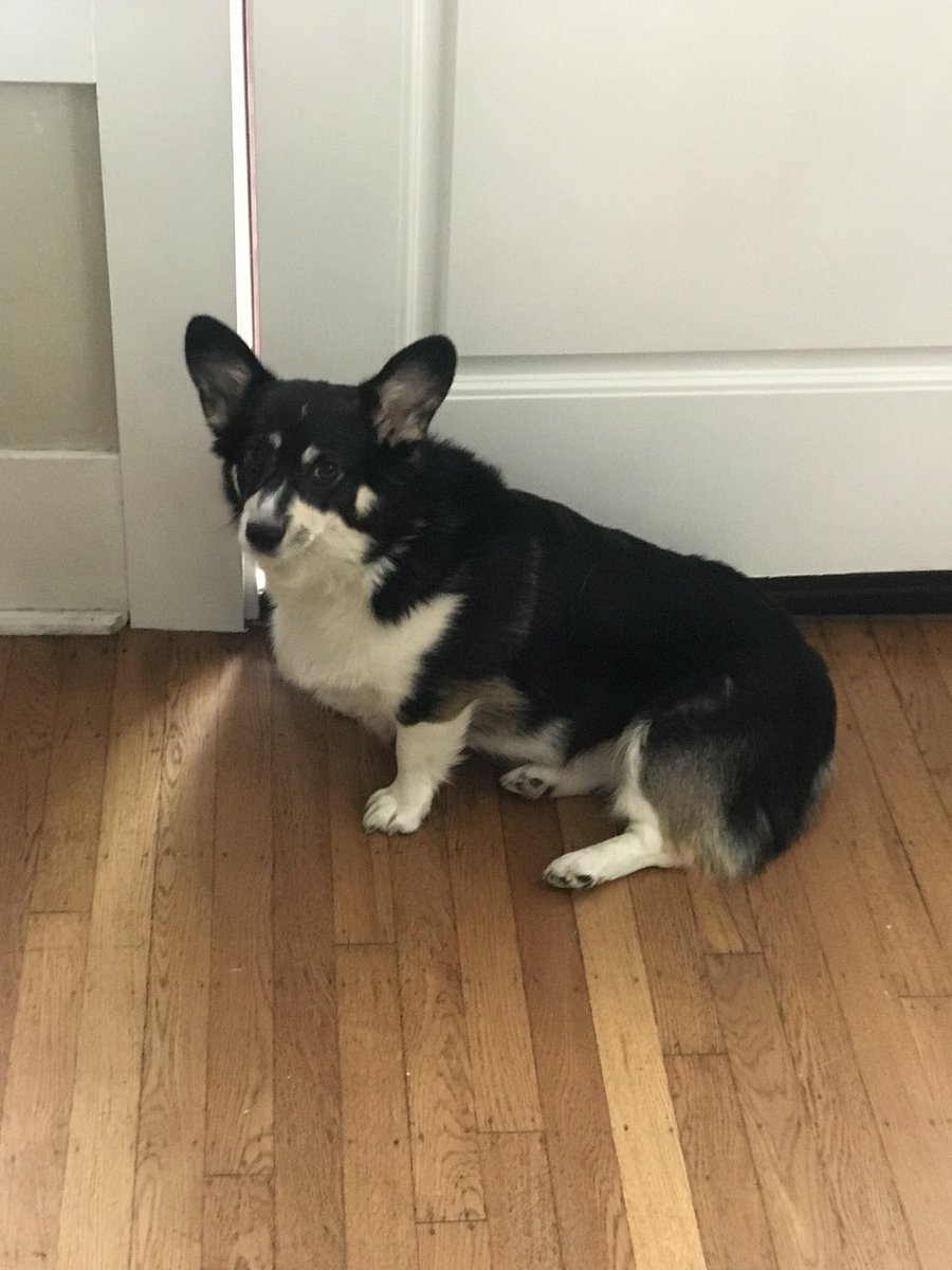 WeAreTeamSniff's tweet image. Beulah is always ready for a walk and a treat. #dogsofseattle ~ Carrie