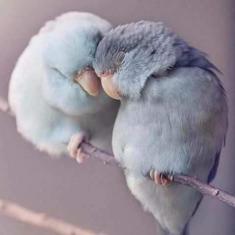 kenzy_dodi's tweet photo. سلامٱ على كل من ساعدونا ...
ولو بالإبتسامة وبجبر الخواطر ... 
وبتهوين الطريق علينا ولو بكلمة ...

دمتم جابرين للخواطر ومجبورين 🌷 https://t.co/NnJW4UvobD