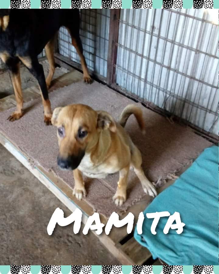 CausaSumados's tweet photo. Más 🐶🐶 en adopción de lunes a viernes canil parque coll #laserena Todos maravillosos #adoptanocompres y salva una-a vida-s 🌈🙏 De lunes a viernes de 9 am a 5 pm. Puedes tb donar mantitas, cubrepisos, alfombras, polar de 2° mano. Todo suma!!! O acompáñanos como #voluntarios 👍 https://t.co/0ql7jsrzIv