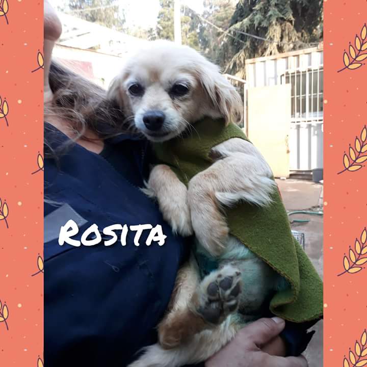 CausaSumados's tweet photo. Más 🐶🐶 en adopción de lunes a viernes canil parque coll #laserena Todos maravillosos #adoptanocompres y salva una-a vida-s 🌈🙏 De lunes a viernes de 9 am a 5 pm. Puedes tb donar mantitas, cubrepisos, alfombras, polar de 2° mano. Todo suma!!! O acompáñanos como #voluntarios 👍 https://t.co/0ql7jsrzIv