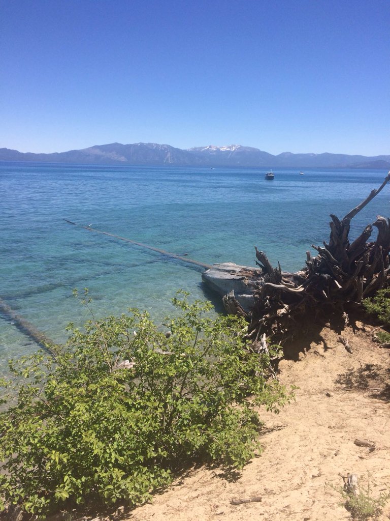 skmcfarlane's tweet photo. #tahoe #gingerswed https://t.co/i5tMUObz0y