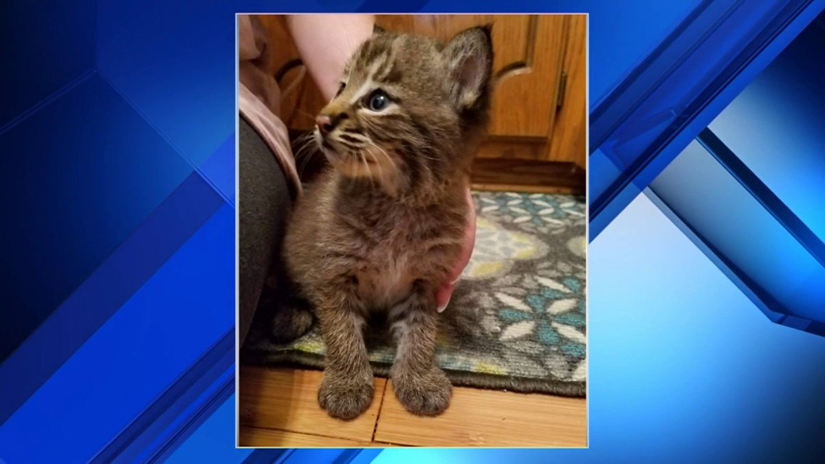 Family's new kitten turns out to be baby bobcat bit.ly/2Iyde1o https://t.co/RG73asRkj3