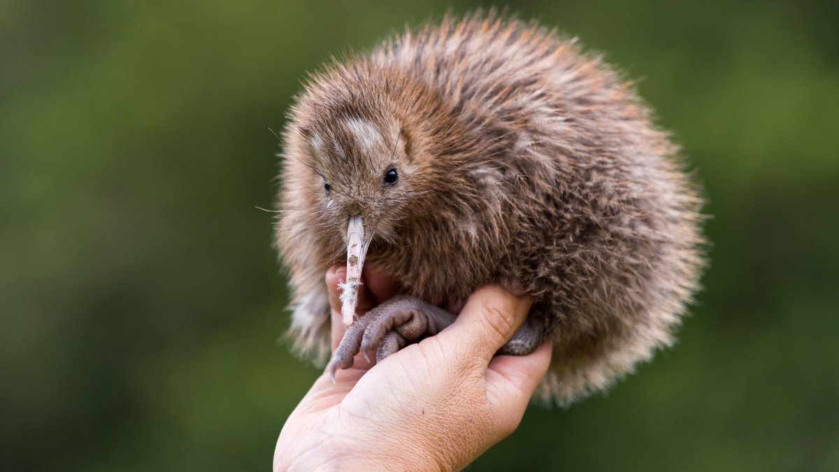 Rowi are the rarest of the five species of kiwi