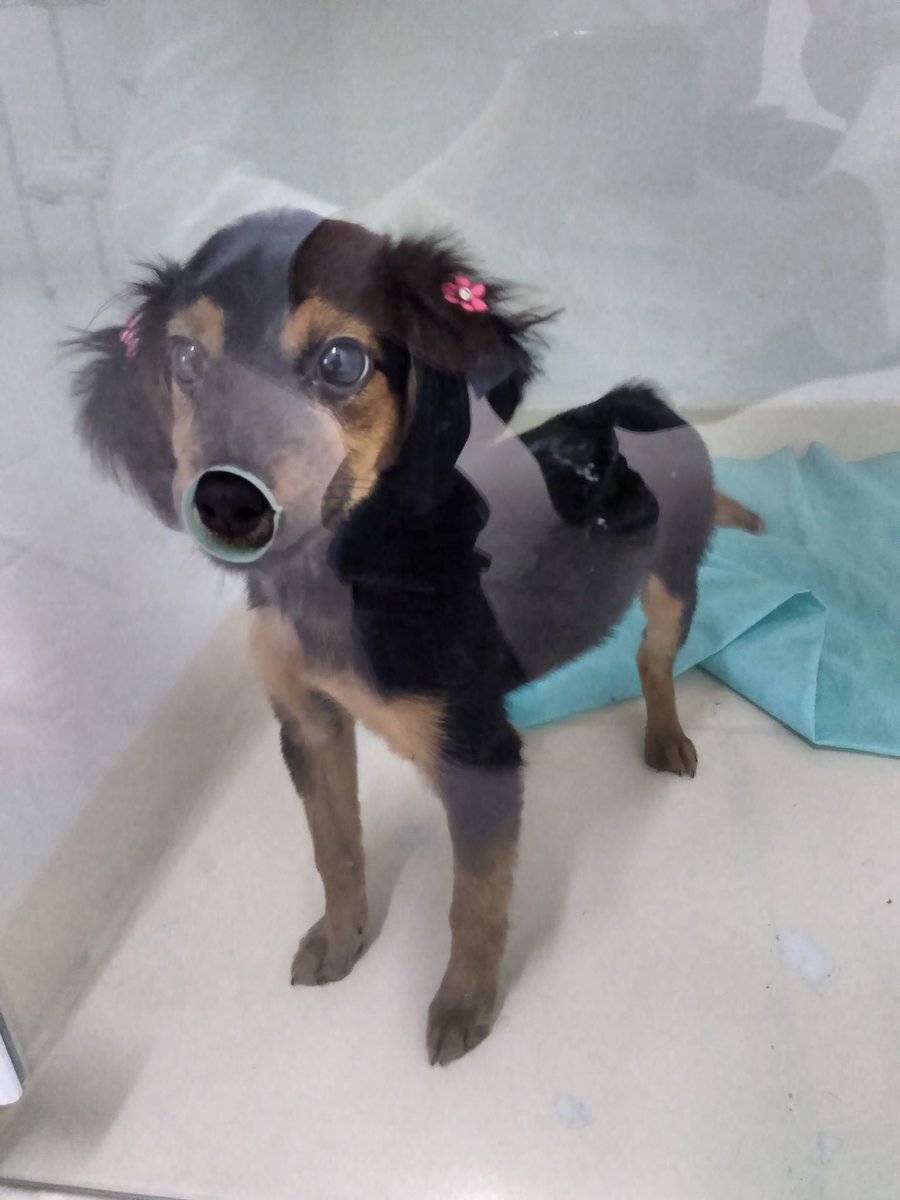 Bruuunnnoo's tweet photo. Quem tiver interesse em adotar, ela tem aproximadamente 3 - 4 meses, ela tem uma deficiência no pé direito, não tem os dedinhos, foi atropelada, mas já se acostumou e é bem brincalhona https://t.co/pxJd7khxLP