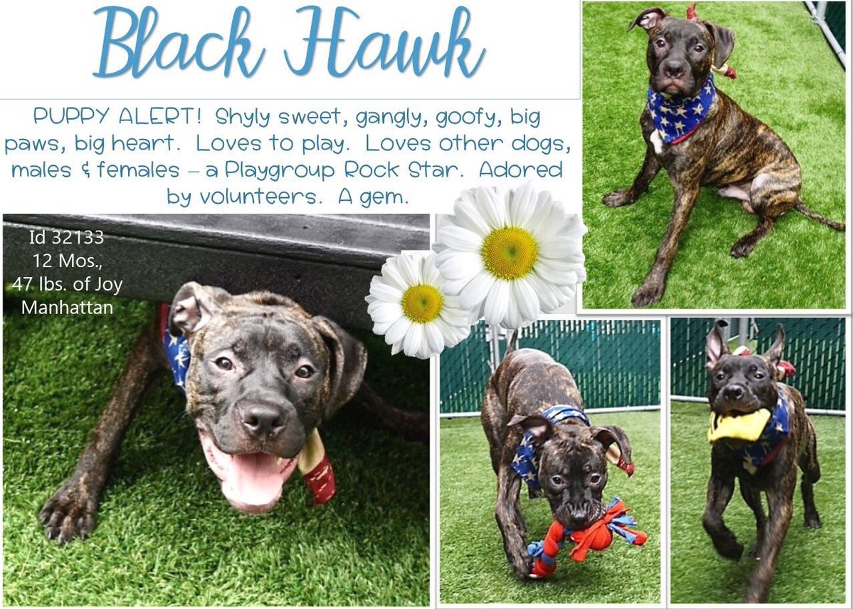nasrene41's tweet photo. PUP #BLACK #HAWK ADORABLE ! LOVES EVERYONE! NEEDS VET ATTENTION FOR LUMP ON NECK! NOT TO DIE!
#RESCUEDOGS #FOREVERHOME #FOSTER #ADOPT #AdoptDontShop #PUPPIESROCK #BRINDLE #CompanionAnimalProtectionAct #GetYourRescueOn #HumaneNY #EndBSL #SaveBLACKHAWK
https://t.co/VdIdcfJY8Z https://t.co/ZslNGuGfXt