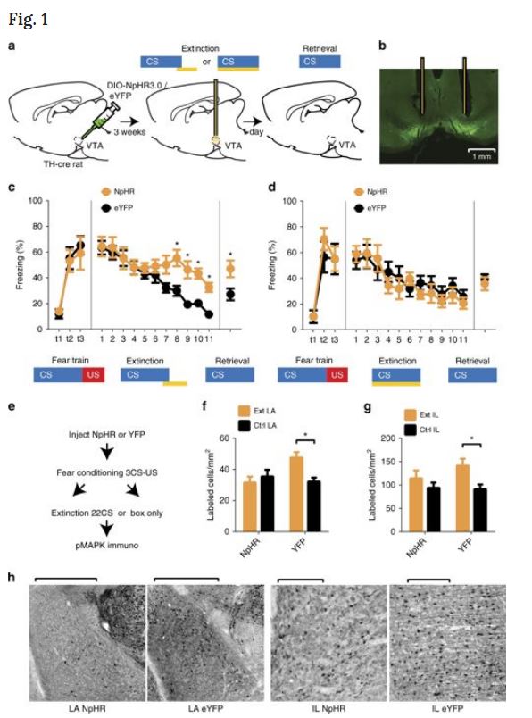 When an expected aversive outcome does not occur, activity in midbrain dopamine neurons is necessary to extinguish behavioral fear responses and engage molecular signaling events in extinction learning circuits - a recent paper from Josh Johansen's lab  nature.com/articles/s4146…