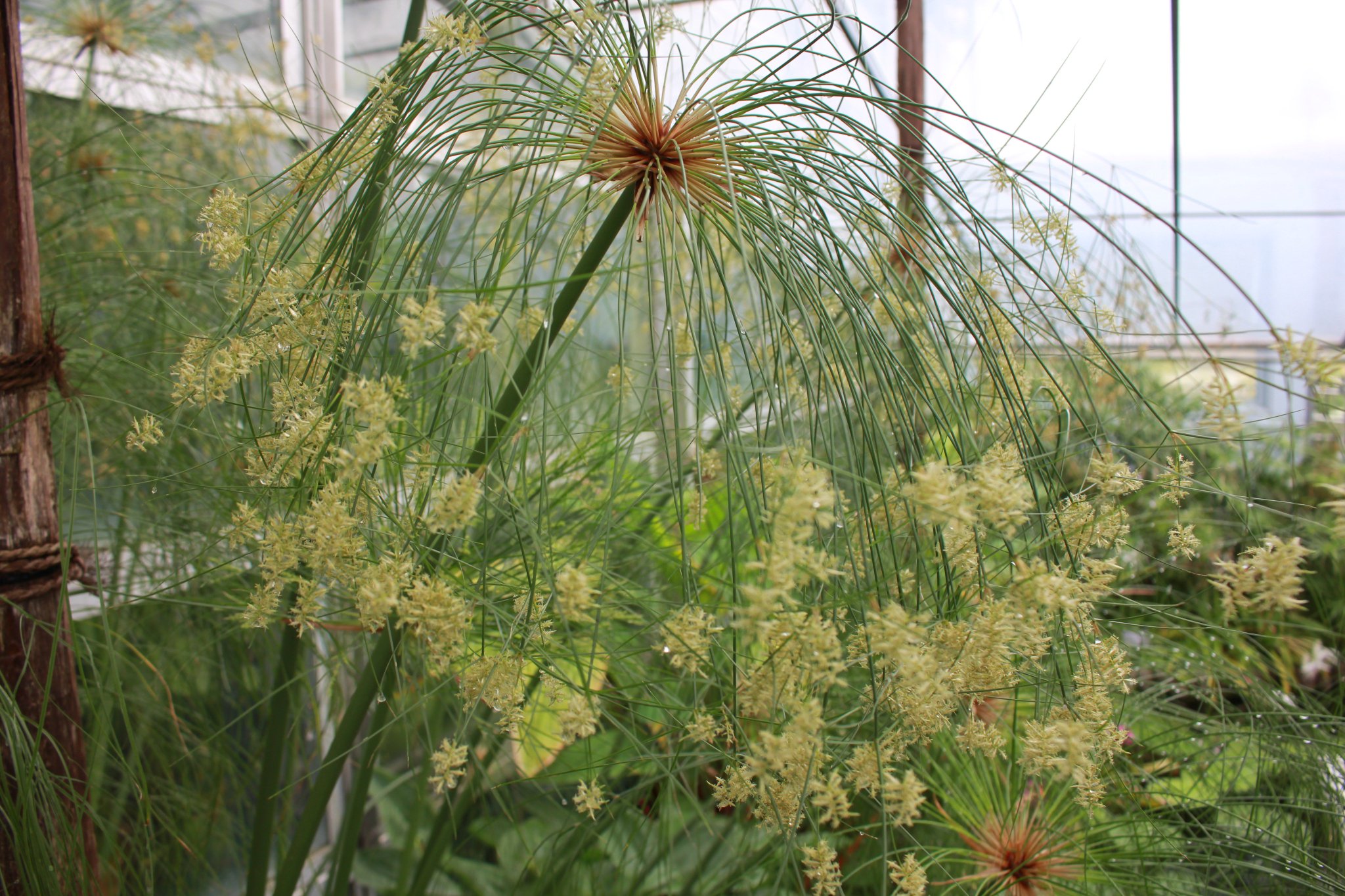 Twitter 上的 咲くやこの花館 カミガヤツリ パピルス です Papyrus は Paper 紙 の語源になっています 古代エジプトでは 書写材料として またロープや小舟にも利用されました 原産地はナイル川沿岸 ただいまお花も見られます 咲くやこの花館 Paper