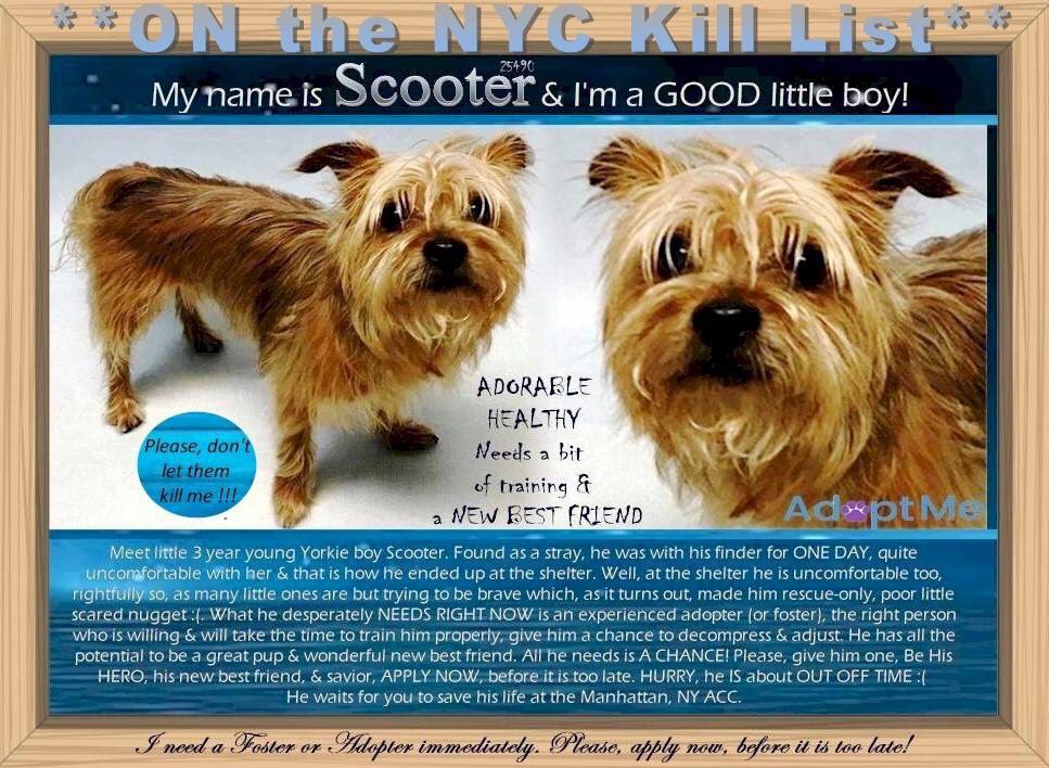 nasrene41's tweet photo. ADORABLE #SCOOTER IS A LITTLE SCARED LITTLE #YORKIE WHO NEEDS A STABLE LOVING HOME!
#RESCUEDOGS #FOREVERHOME #FOSTER #ADOPT #AdoptDontShop #CompanionAnimalProtectionAct #GetYourRescueOn #HumaneNY #SaveSCOOTER
https://t.co/lb7JfFIJ3E https://t.co/SiiCBKfN2g