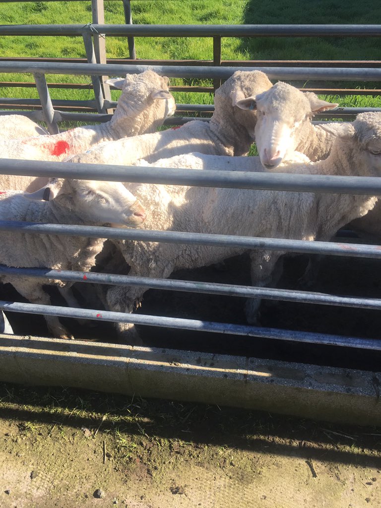 Dynamic_Ag's tweet photo. 16.3 micron @ 7-8kg/hd @ 2279c/kg. 8 bale line sold. #merinomagic https://t.co/OOX0Gru0UU