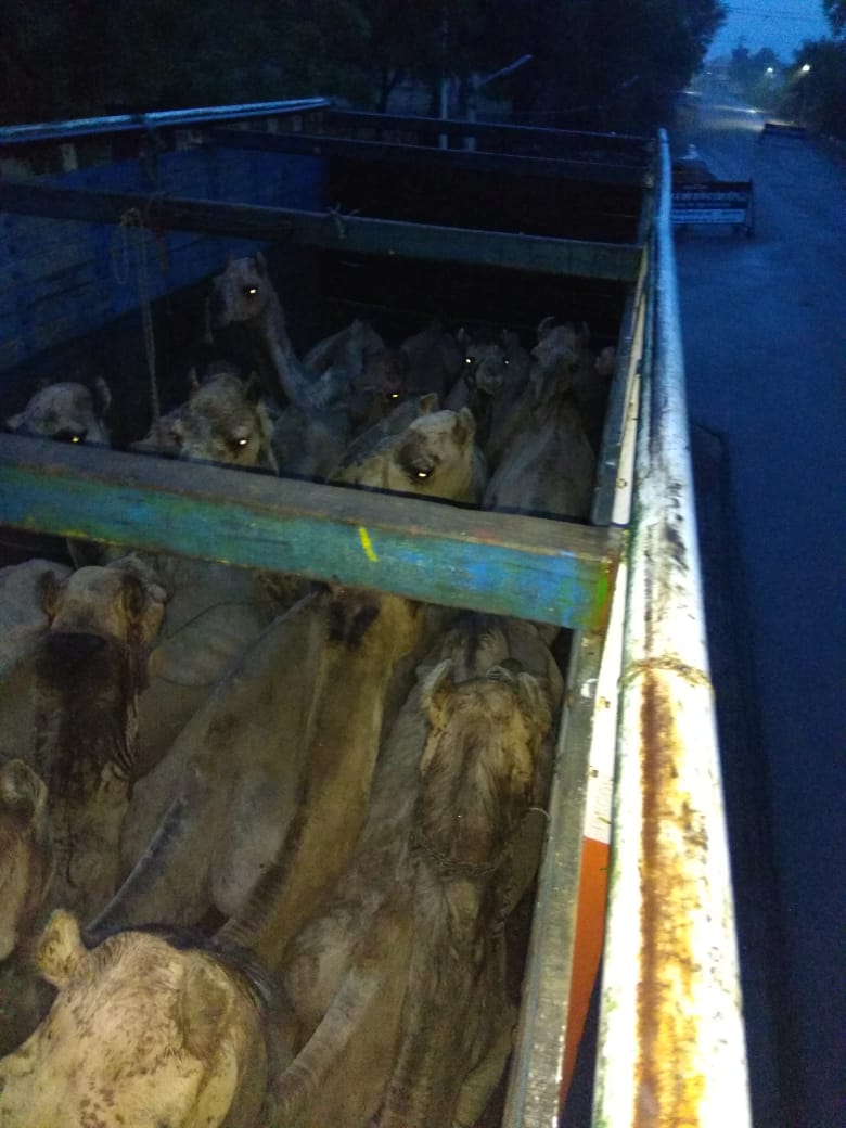 gaugyan's tweet photo. RAJASTHAN-Bagad PS, jhunjhunu district.
Truck Hr 55 T3532
Caught wit 17 camels. NO case booked yet.More 15 camels standing under Sadar PS limits for illegal slaughter.Need to imm  rehab,rescue and book fir @PMOIndia @HMOIndia @PoliceRajasthan @RajSampark @VasundharaBJP @RajCMO https://t.co/D0wZ8eY3UX