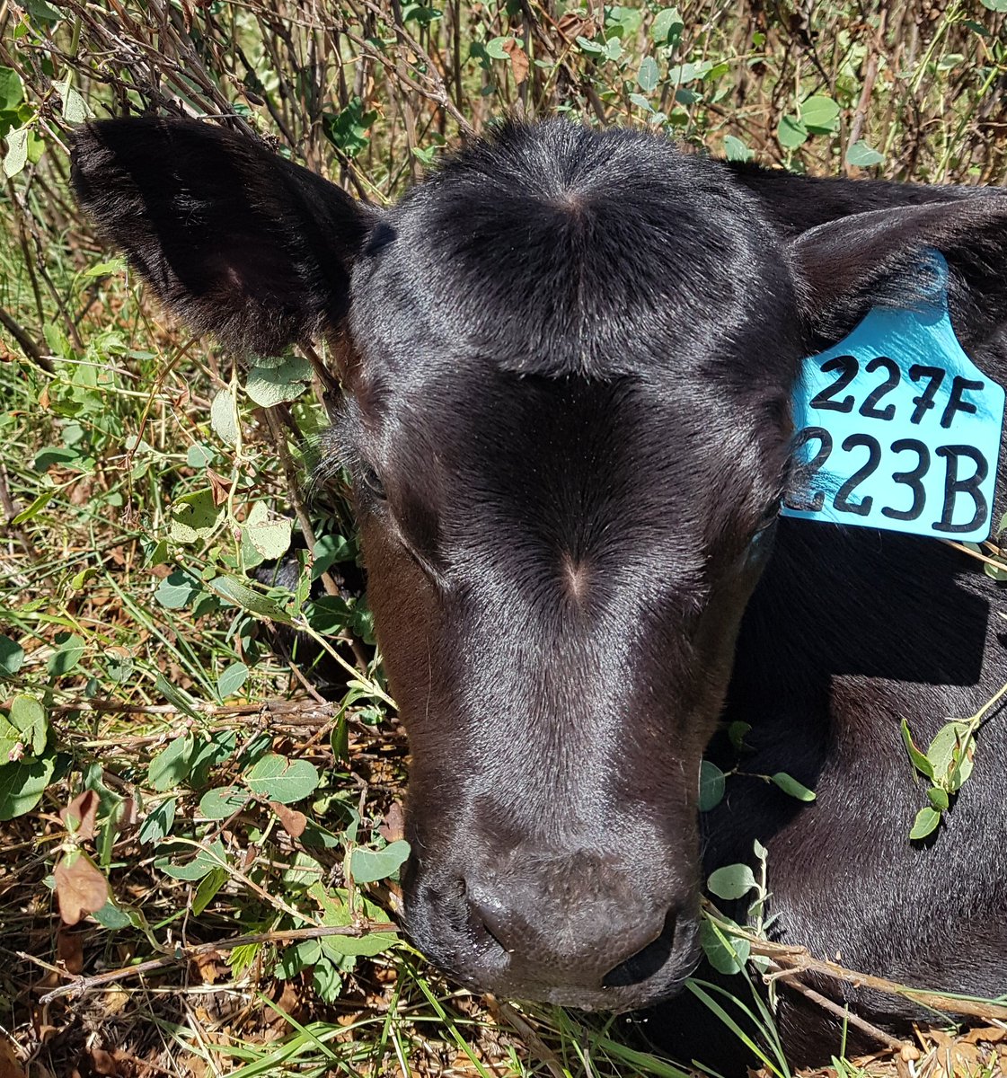 TKRanch's tweet photo. Gotta love the bangs!
#hairstyle #bangs #hair #calf #anguscalf https://t.co/f3eHph7Yfy