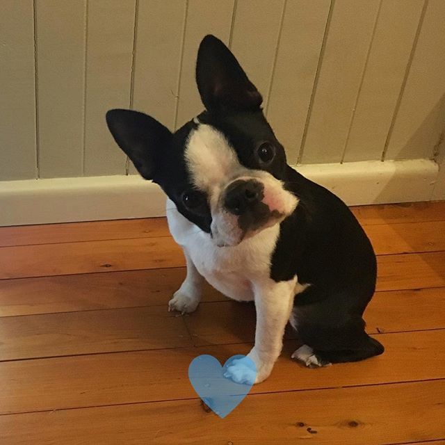 So you feed me, bathe me and pick up my poop..... but you mean to tell me you're the master?! 🤔🤔 #saywhaat
------
Follow <a href="/yobostonterrier/">yobostonterrier</a>
------
Ecstatic photo.

#bostonterrierselfie #bostonterriersmile #bostonpuppylife #bostonterrierofinstagrams #bostonterrierloves #bostont…
