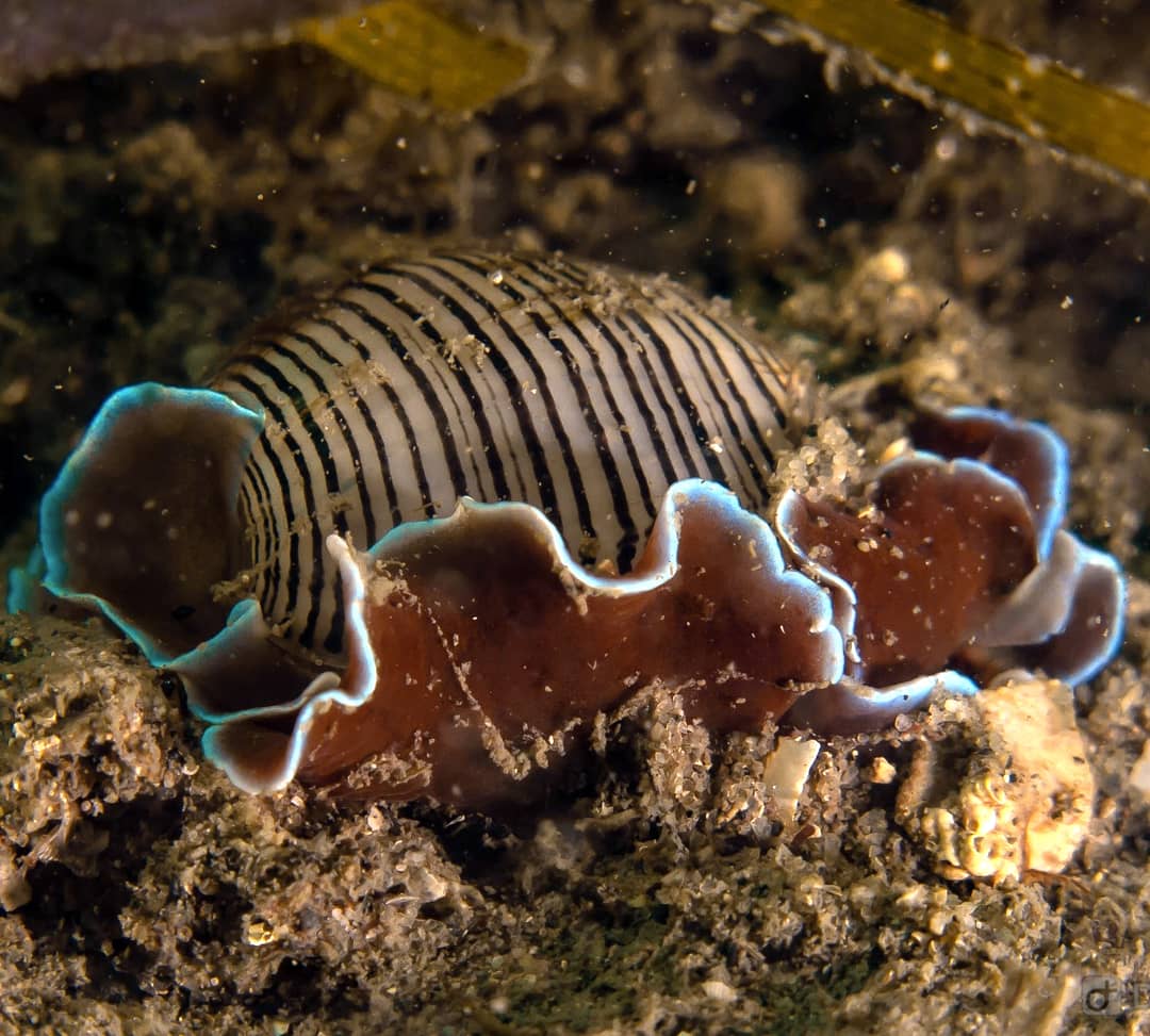 I love fluorescent sea snail's like this one

#hydatina #amplustre #aplustridae #heterobranchia #mollusc #seaslug #macrophotography #scuba #dive #underwaterphotography #australia #reef #marine #ocean #sea #shoredive #seaweed #algae #macro #bubblesnail #seasnail