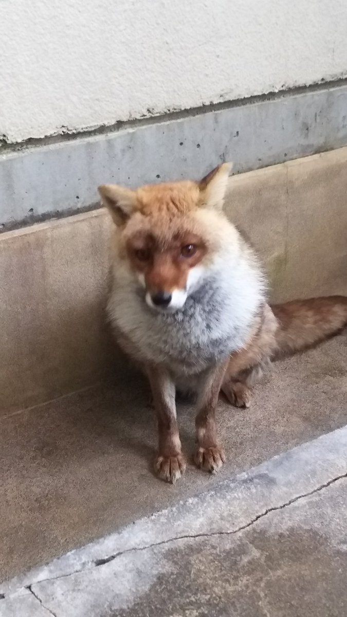 須坂市動物園 公式 ここ数日でちょっとおもしろ顔になった ホンドギツネ のレックス 目と鼻付近から夏毛に替わっているところです 顔回りと耳はまだふさふさしてます 須坂市動物園 公式 ここ数日でちょっとおもしろ顔になった ホンドギツネ のレックス 目と鼻付近から夏毛に替わっているところです 顔回りと耳はまだふさふさしてます