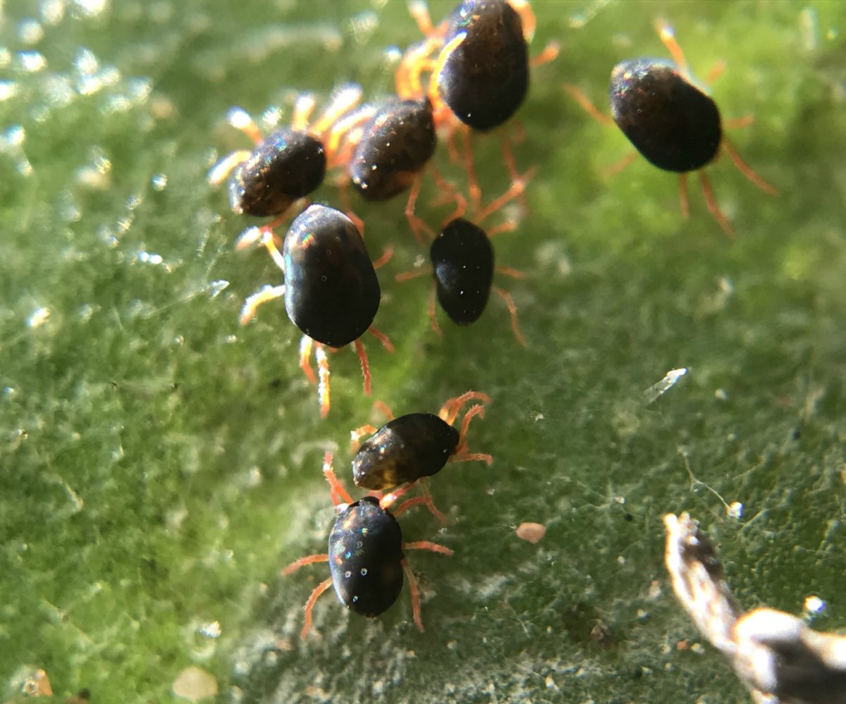 PestFactsSARDI's tweet photo. We're giving away GoMicro Field Scopes to the first 100 subscribers who tell us they want one! see here: https://t.co/Nmyf7nw5Gn Take clear close-up photos of crop invertebrates to assist #correctID. Photo on the right taken yesterday with the #gomicroau @gomicroau https://t.co/RM9ugJe8Eq