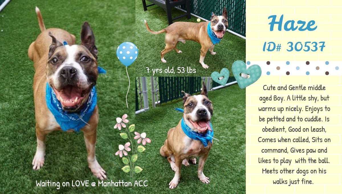 nasrene41's tweet photo. SENIOR #HAZE OWNER TOO ILL! #NYCACC TO KILL HIM FOR TREATABLE #COLD! NEEDS HOME, A FAMILY TO LOVE!
#RESCUEDOGS #FOREVERHOME #FOSTER #ADOPT #AdoptDontShop #CIRDC #SENIORDOGSROCK #CompanionAnimalProtectionAct #GetYourRescueOn #HumaneNY #EndBSL #SaveHAZE
https://t.co/1K1BKhkD6Q https://t.co/woTMfjSspQ