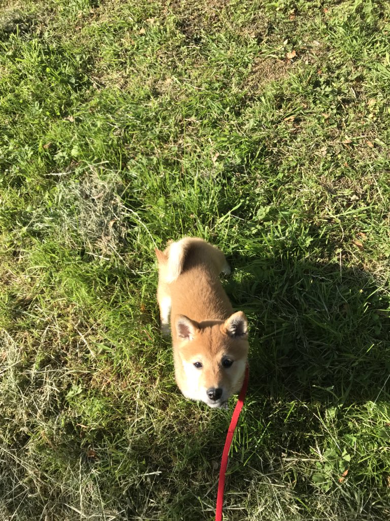 SkyeInu's tweet photo. First week out and about on the lead https://t.co/nAhC5KwmZq