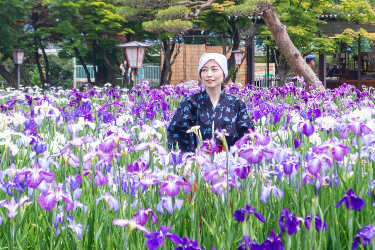 長井市観光案内 בטוויטר 山形 おきたま 長井市 やまがた長井観光局 あやめ あやめ公園 モデル 写真 Yamagata Nagai Azalea Photooftheday Like4like