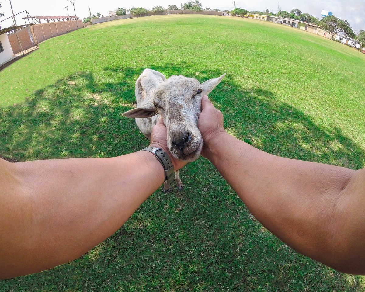 IrvingOlv_'s tweet photo. Con una simpática amiguita recibiéndonos en un lugar no tan lejano. 🐑
#gopro #gopro5 #hero5 #goproperu #pov #igers #igers #igerstrujillo #igerstrujillo #animals #sheep #cute #igerperu #cometoperu #ctperu #live #nature #goproanimals #lacomunidadprimero #mochiladeviaje https://t.co/1lgQc21Mml