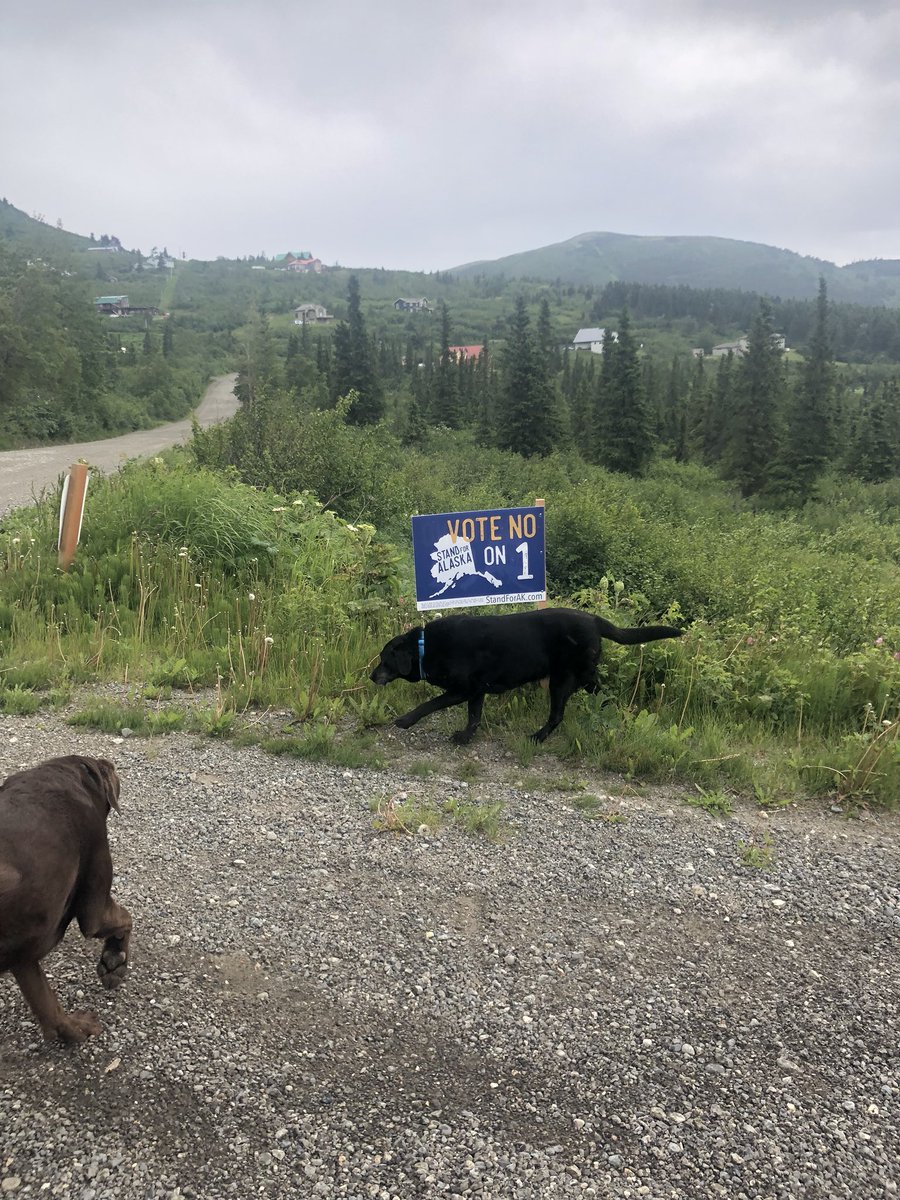Putting up yard signs for #standforalaska was not easy in the wind and rain but I had good help #LabradorRetriever #bearvalleyak @Dhallofak <a href="/standforalaska/">Stand for Alaska</a>