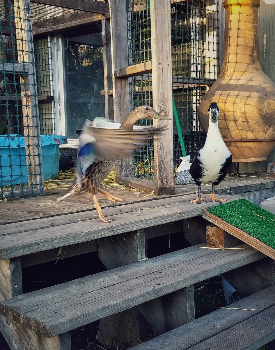 SanctuaryFlip's tweet photo. Pickles getting a little #wild while Dilly is not. #flappingfun  #ducks #rescue #Friends https://t.co/C4V42xZdT5