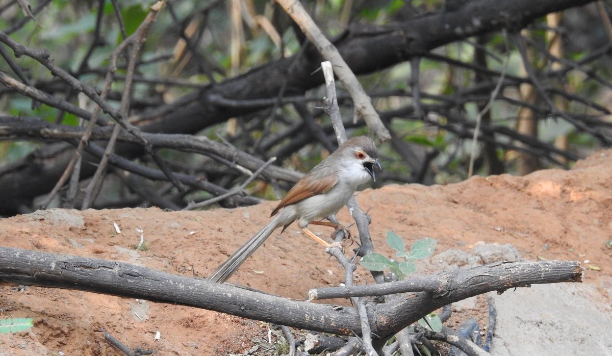 nehaa_sinha's tweet photo. Yellow-eyed Babbler, Asola.
#nowbirding #birding
@Avibase https://t.co/FzUEnnubiv