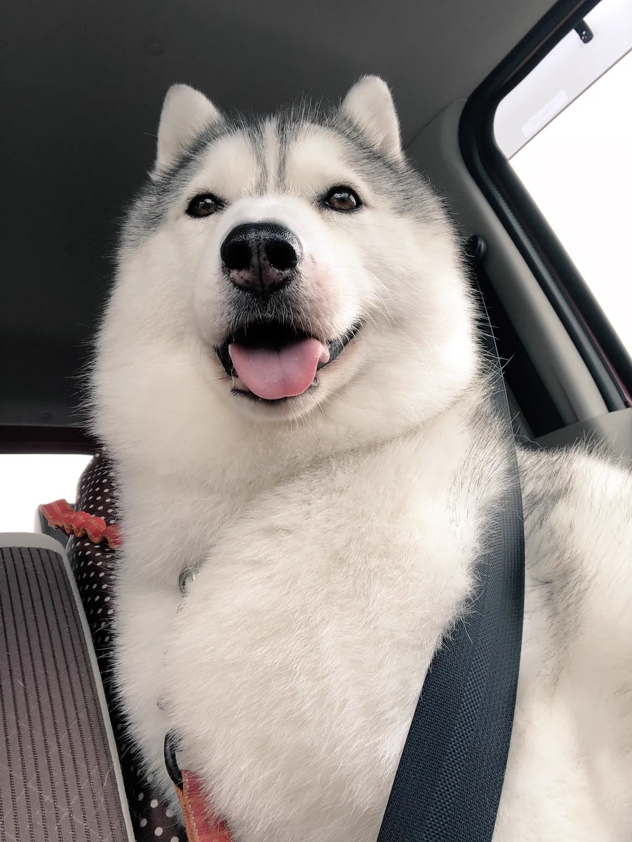 あ、コレわくわくしてるやつやんｗｗ車に乗せるとドッグランだと期待するハスキーｗ