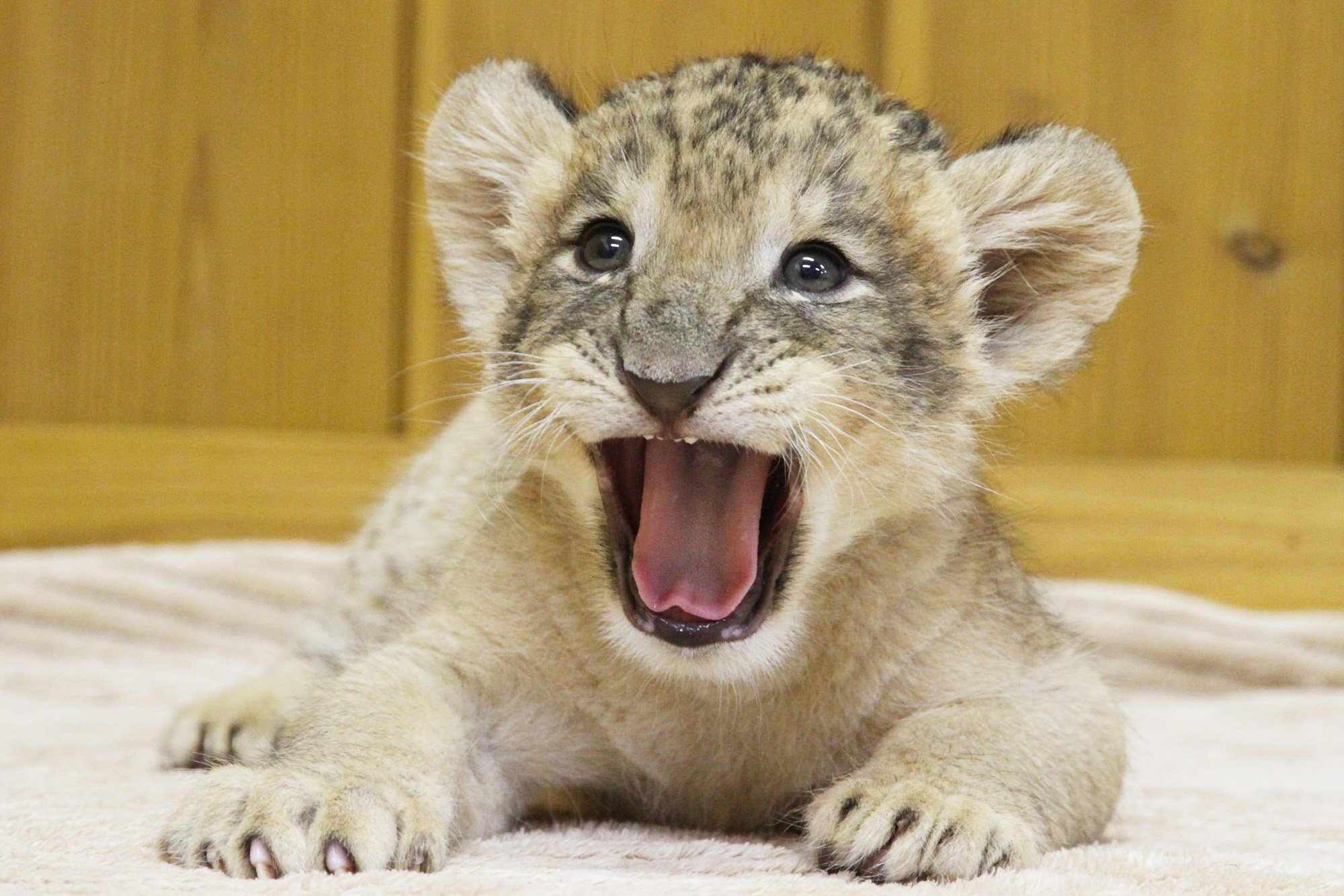 富士サファリパーク公式 かわいい ガオー ちょっと歯が生えてきました O 富士サファリパーク 赤ちゃんライオン T Co Sz1ncpfoqg T Co 4xpaxwwrof Twitter