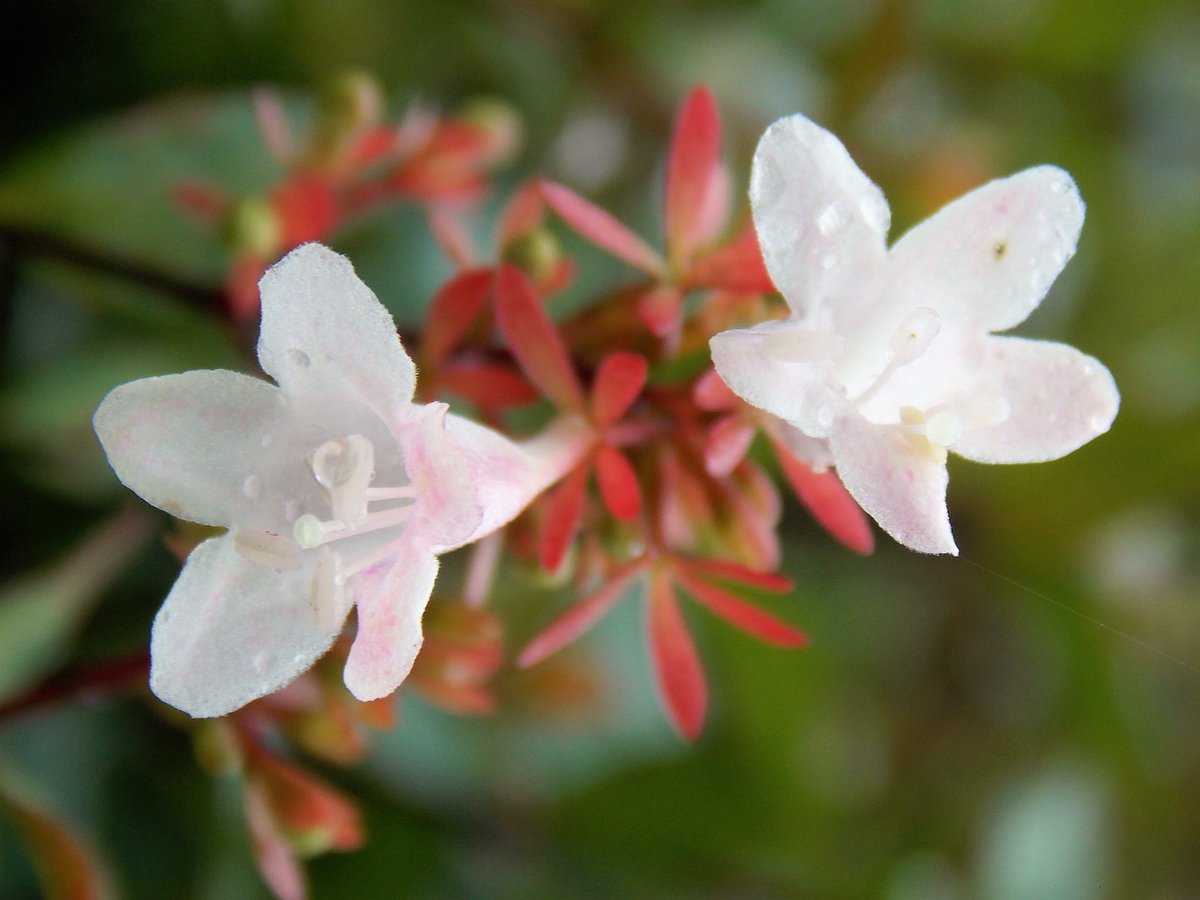 トコハナロジー בטוויטר アベリア 無数の花を次々に咲かせる夏の名脇役 爽やかでほんのり甘い香りが心を穏やかにしてくれます 花言葉 強運 気品 謙虚 謙譲