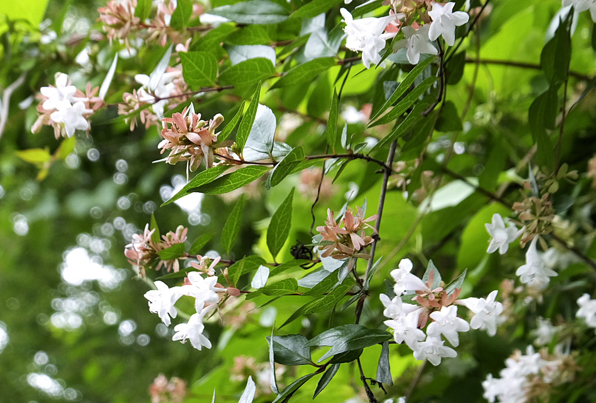 トコハナロジー アベリア 無数の花を次々に咲かせる夏の名脇役 爽やかでほんのり甘い香りが心を穏やかにしてくれます 花言葉 強運 気品 謙虚 謙譲 T Co Wzykvizbzr Twitter
