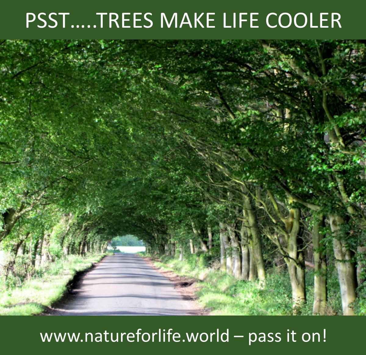 jamisonervin's tweet photo. #Forests represent more than 1/3 of our #climatechange solutions, but receive only 2% of climate finance, and only 1% of climate news coverage. Let's make our lives cooler and put forests on the climate agenda. #OsloForestForum @UNDP @UNBiodiversity @Nature4Climate @ScheuerJo https://t.co/qv0vdXW986